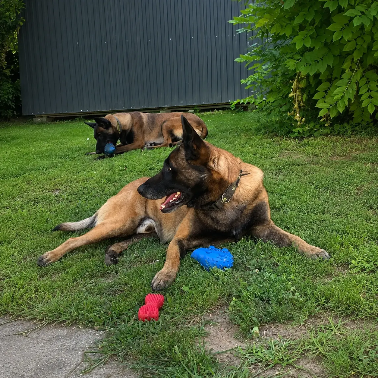 Malinois kutya j&aacute;t&eacute;k k&ouml;zben